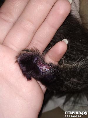 фото: Помогите пожалуйста, котенок поранил лапку