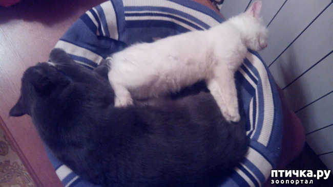 ���� 6: ������ ��� ������ ������