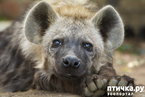 фотография: Немного о гиенах фото: Немного о гиенах