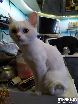 фотография: Подскажите, кто знает. фото: Подскажите, кто знает.