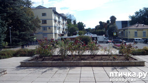 фотография: Осенние цветы фото: Осенние цветы