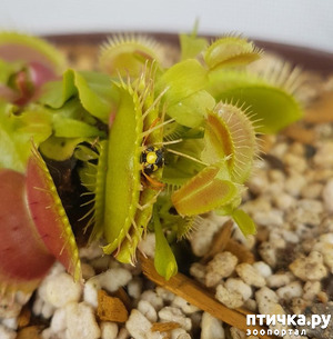 фотография: Такое не каждый день увидишь. фото: Такое не каждый день увидишь.