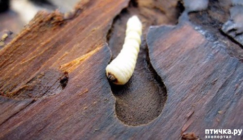 ���� 28: ����� �� ������ ���� �������.