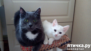 ����: ����, ���� ���������...