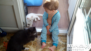 ����: �����