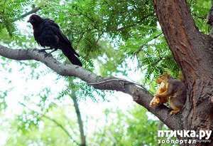 ����: ���������