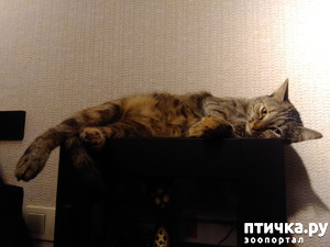 ����: ��, ����, ����...