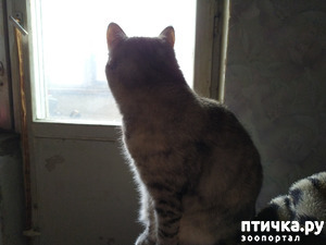 ����: ��������