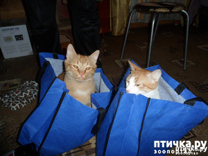 ����: ��� �� ��� �������? 3