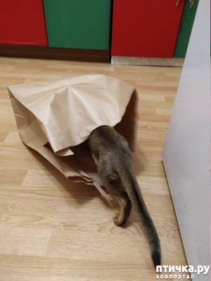 ����: �����