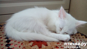 ����: ��� �����-��������