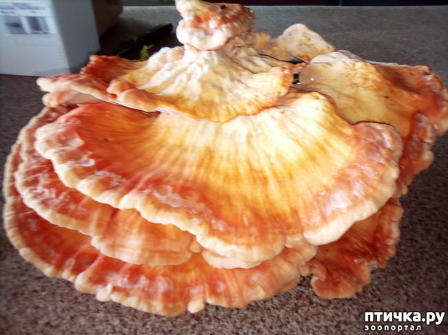 ���� 10: ������� ��������.