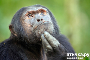 ����: ��� �� ��� �������? 3. �����