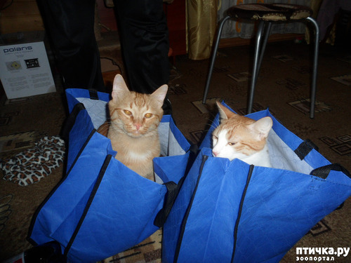 ���� 2: ��� �� ��� �������? 3. �����