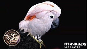 ����: � �� ������?