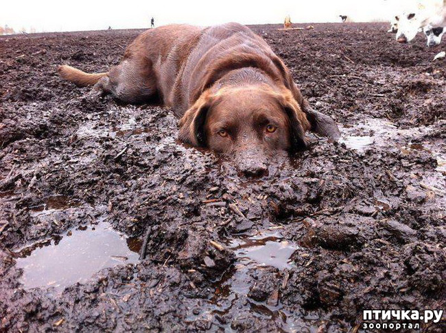 ���� 4: ���������� - ���������� ���� :-)