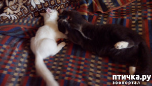 ����: ���, ���, ���, ������, ���� - ������� ���� ������!