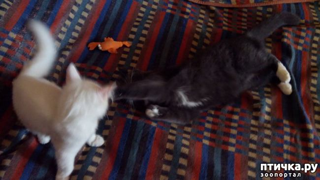 ���� 2: ���, ���, ���, ������, ���� - ������� ���� ������!