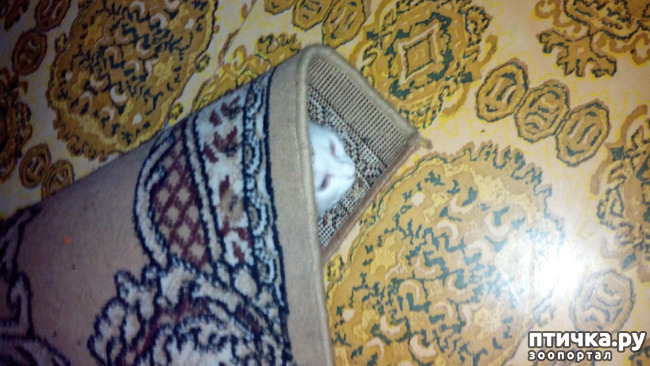 ���� 4: ���, ���, ���, ������, ���� - ������� ���� ������!