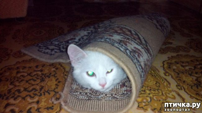 ���� 7: ���, ���, ���, ������, ���� - ������� ���� ������!