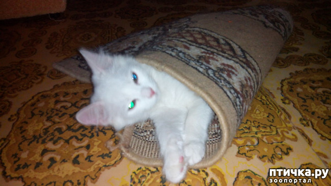 ���� 8: ���, ���, ���, ������, ���� - ������� ���� ������!