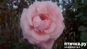 ����: ����������� ��������