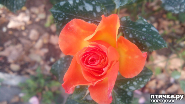 ���� 2: ����������� ��������