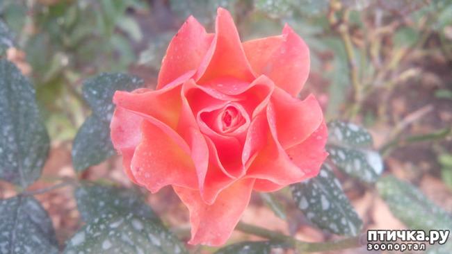 ���� 3: ����������� ��������