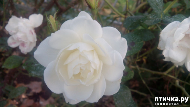 ���� 4: ����������� ��������