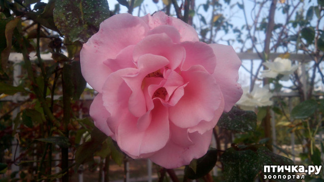 ���� 5: ����������� ��������