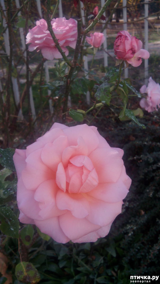 ���� 6: ����������� ��������