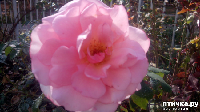 ���� 7: ����������� ��������