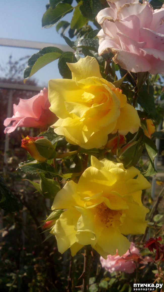 ���� 8: ����������� ��������