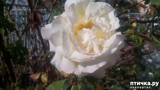 ���� 10: ����������� ��������