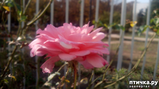 ���� 11: ����������� ��������