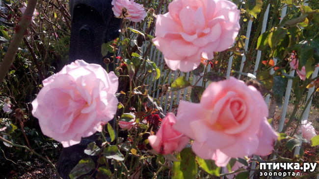 ���� 12: ����������� ��������