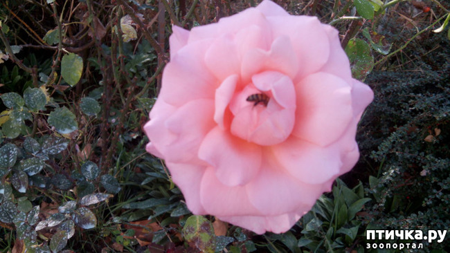 ���� 13: ����������� ��������