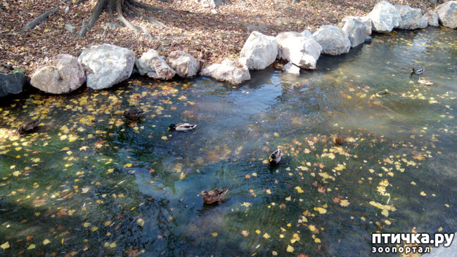 ���� 19: ����������� ��������