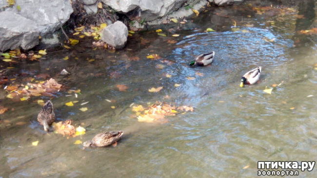 ���� 20: ����������� ��������