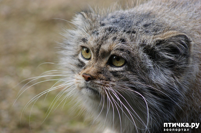 фото 4: Манул. Дикий кот.