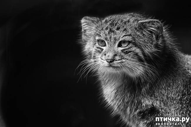 фото 5: Манул. Дикий кот.