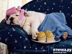 ����: ����������� � ���������