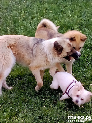 ����: ��� �� ��� �������? 4