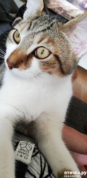 фотография: Бинкс и его история фото: Бинкс и его история