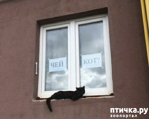 фотография: Приколы с котами. фото: Приколы с котами.