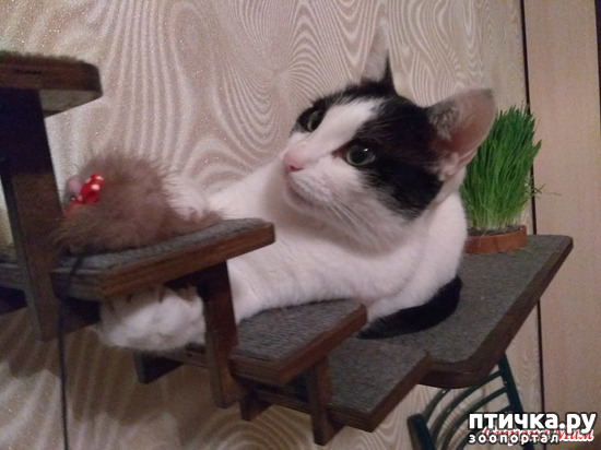 Здравствуй Жопа Новый Год Приходи На Елку Здравствуй Жопа Новый Год Приходи На Елку