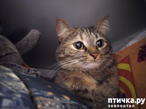 ����: ������.