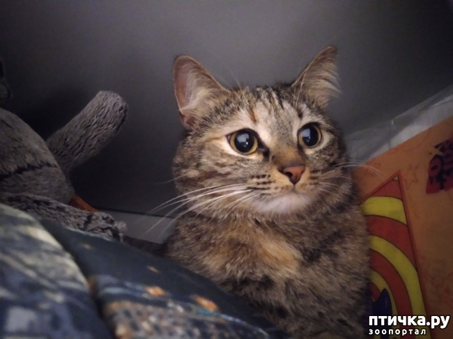 ���� 1: ������.