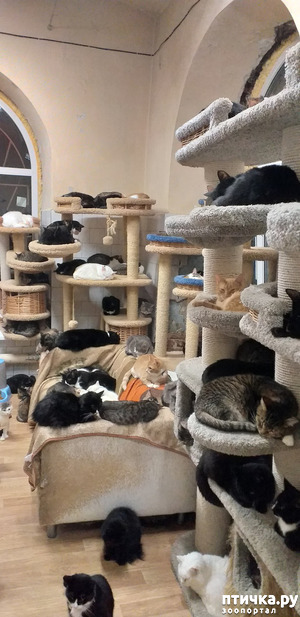 фотография: Кошки в приюте - быт и подробности фото: Кошки в приюте - быт и подробности