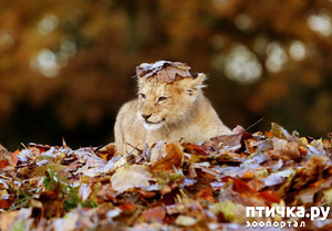 фотография: Маленькая львица в листьях! фото: Маленькая львица в листьях!